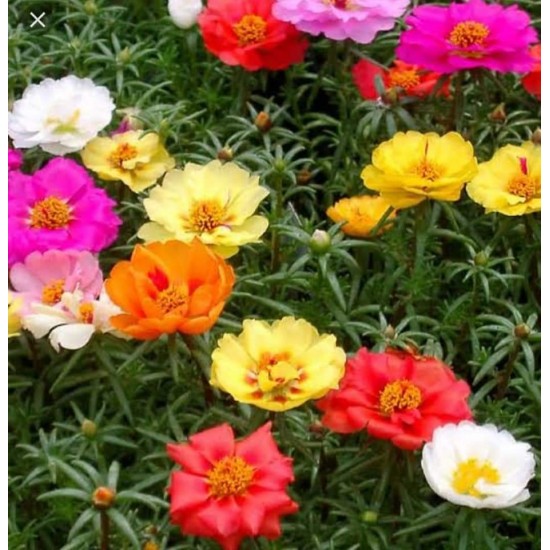 Portulaca Flower Seeds Mixed Color