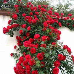 Rose Flower Seeds (Pack of 10 Seeds)