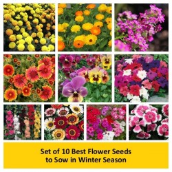 Set of 10 Best Flower Seeds to Sow in Winter Season.  Set of 10 Best Flower Seeds to Sow in Winter Season.