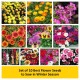  Set of 10 Best Flower Seeds to Sow in Winter Season.