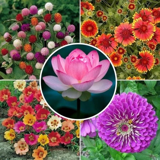 Flower Seeds Combo Pack (Set of 5 Packets) | Gaillardia Mixed, Zinnia Purple, Portulaca Mix, Gomphrena Mix, Lotus Pink