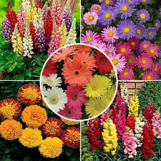 Flower Seeds Combo Pack (Set of 5 Packets) | Antirrhinum, Aster, Gerbera, Lupins, Marigold