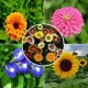 Flower Seeds Combo Pack (Set of 5 Packets) | Sunflower, Calendula, Gazania, Aparajita, Zinnia