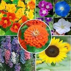 Flower Seeds Combo Pack (Set of 5 Packets) | Nasturtium Alaska, Morning Glory, Larkspur, Zinnia, Sunflower Flower Seeds Combo Pack (Set of 5 Packets) | Nasturtium Alaska, Morning Glory, Larkspur, Zinnia, Sunflower