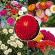Flower Seeds Combo Pack (Set of 5 Packets) | Zinnia, Cockscomb, Helichrysum, Zinnia Mix, Daisy
