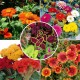 Summer Flower Seeds Combo Pack (Set of 5 Packets) | Gaillardia, Cockscomb, Coleus, Zinnia, Tithonia