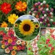 Summer Flower Seeds Combo Pack (Set of 5 Packets) | Gomphrena, Balsam, Cosmos, Portulaca, Sunflower