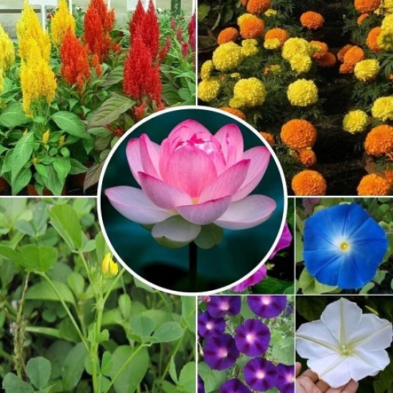 Summer Flower Seeds Combo Pack (Set of 5 Packets) | Celosia, Bur Clover, Lotus, Marigold, Morning Glory