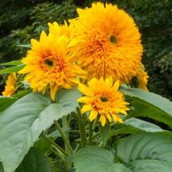 Sunflower Tall Sungold Flower Seeds (Set of 25 Seeds) Sunflower Tall Sungold Flower Seeds (Set of 25 Seeds)