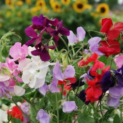 Sweet Pea Spencer Mixed Color Flower Hybrid Seeds Sweet Pea Spencer Mixed Color Flower Hybrid Seeds