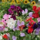 Sweet Pea Spencer Mixed Color Flower Hybrid Seeds