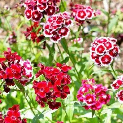 Sweet William Mixed Color Flower Seeds Sweet William Mixed Color Flower Seeds