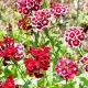 Sweet William Mixed Color Flower Seeds