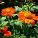 Tithonia Orange Flower Seeds