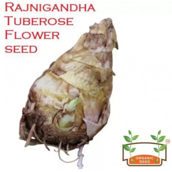 Rajnighandha/Tube Rose Large and Fragrant Bulbs in Bulk (Pack of 30) Rajnighandha/Tube Rose Large and Fragrant Bulbs in Bulk (Pack of 30)