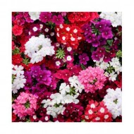 Verbena Mixed Color Flower Seeds