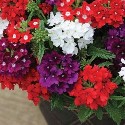 Verbena Mixed Color Flower Seeds Verbena Mixed Color Flower Seeds