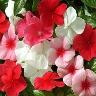 Sadabahar Vinca Rosea Mixed Color Flower Seeds