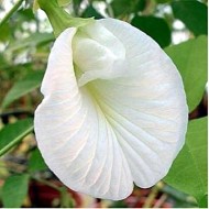 Aparajita Butterfly Pea White Clitoria Flower 10 Seeds