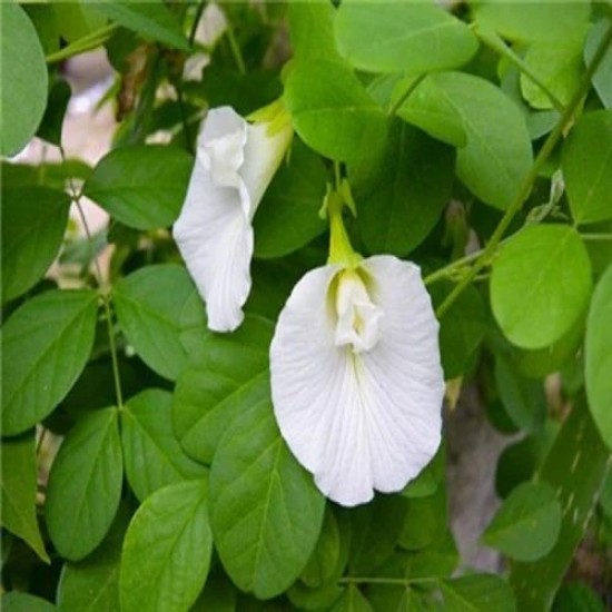 Aparajita Butterfly Pea White Clitoria Flower 10 Seeds Aparajita Butterfly Pea White Clitoria Flower 10 Seeds