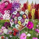 Winter Flower Seeds Combo Pack (Set of 5 Packets) | Sweet Pea, Phlox, Ice Plant, Cosmos Mix, Antirrhinum Dwarf