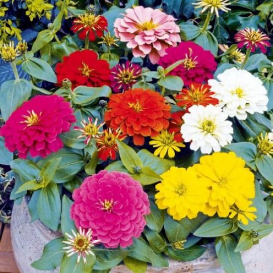 Zinnia Double Scarlet Mixed Color Flower Hybrid Seeds
