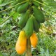 Papaya Fruit Seeds