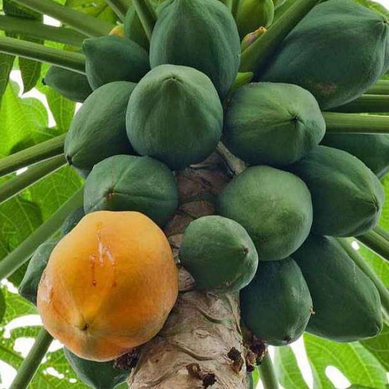 Papaya Improved - Desi Fruit Seeds
