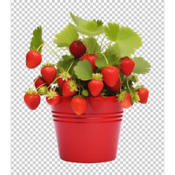 Strawberries Seeds (स्ट्रॉबेरी के बीज)