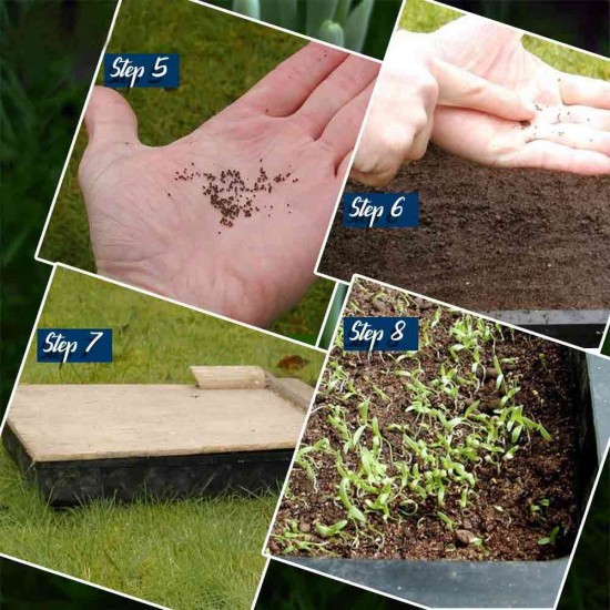 Best Flower Tree Seeds Combo of 4 variety for Indian Weather! (Acacia Nilotica, Gulmohar, Cassia, Wisteria). Best Flower Tree Seeds Combo of 4 variety for Indian Weather! (Acacia Nilotica, Gulmohar, Cassia, Wisteria).