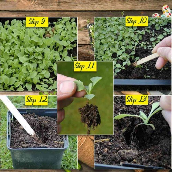 Best Flower Tree Seeds Combo of 4 variety for Indian Weather! (Acacia Nilotica, Gulmohar, Cassia, Wisteria). Best Flower Tree Seeds Combo of 4 variety for Indian Weather! (Acacia Nilotica, Gulmohar, Cassia, Wisteria).