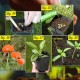Organic Herb Seeds Easy To Sow And Grow (Pack of 5 Varieties).
