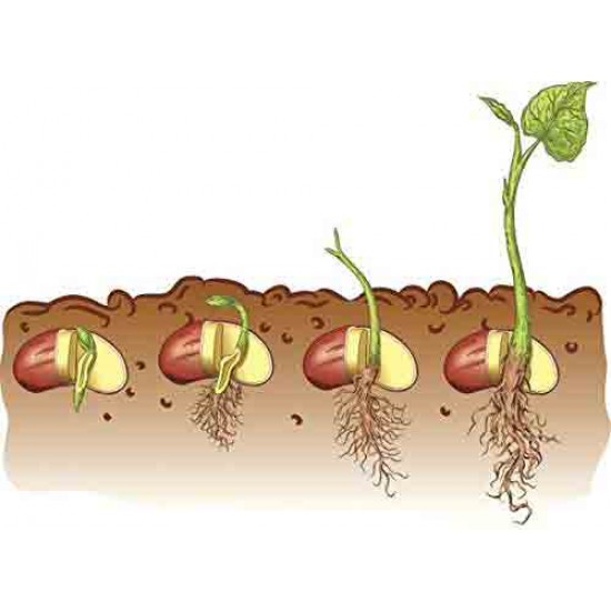 Cabbage Microgreen Seeds | Super Salad Greens | Easy to Grow Indoors Cabbage Microgreen Seeds | Super Salad Greens | Easy to Grow Indoors