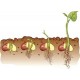 Godetia Flower Seeds for Your Home Garden