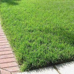 Doob Grass 50 Gram Pack Doob Grass 50 Gram Pack