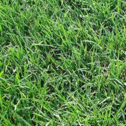 High-Quality Low Maintenance Turfgrass Seeds for Your Lawn- Bermuda Grass Seeds 50 g  High-Quality Low Maintenance Turfgrass Seeds for Your Lawn- Bermuda Grass Seeds 50 g