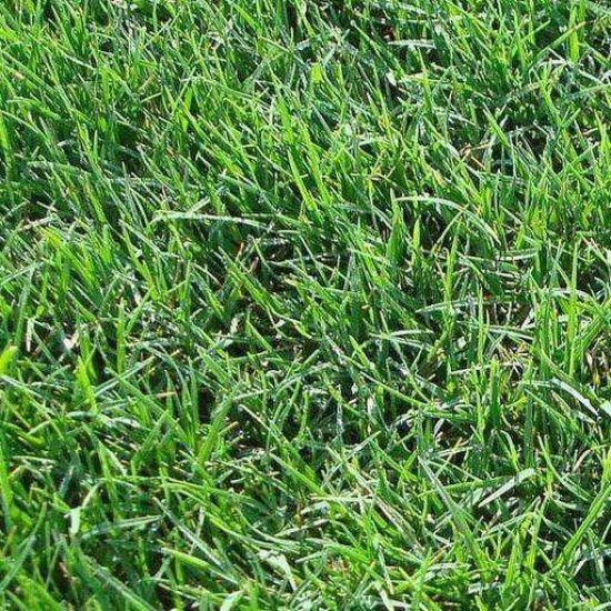 High-Quality Low Maintenance Turfgrass Seeds for Your Lawn- Bermuda Grass Seeds 50 g 