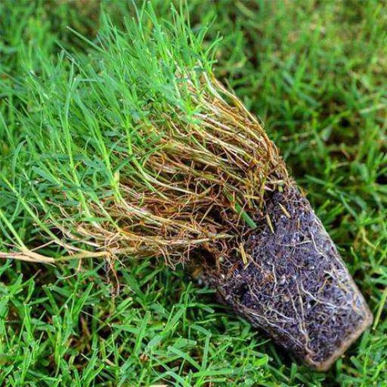 High-Quality Low Maintenance Turfgrass Seeds for Your Lawn- Bermuda Grass Seeds 50 g  High-Quality Low Maintenance Turfgrass Seeds for Your Lawn- Bermuda Grass Seeds 50 g
