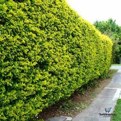 Plant Seeds for Hedges / Boundary / Fence Planting 20+ Seeds Plant Seeds for Hedges / Boundary / Fence Planting 20+ Seeds