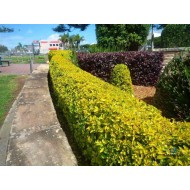 Plant Seeds for Hedges / Boundary / Fence Planting 100+ Seeds