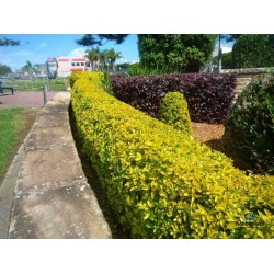 Plant Seeds for Hedges / Boundary / Fence Planting 200+ Seeds Plant Seeds for Hedges / Boundary / Fence Planting 200+ Seeds