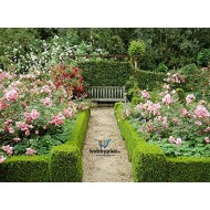 Plant Seeds for Hedges / Boundary / Fence Planting 200+ Seeds