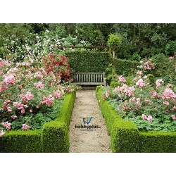 Plant Seeds for Hedges / Boundary / Fence Planting 200+ Seeds Plant Seeds for Hedges / Boundary / Fence Planting 200+ Seeds