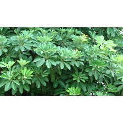 Ashwagandha Herbal Plant Seeds Ashwagandha Herbal Plant Seeds