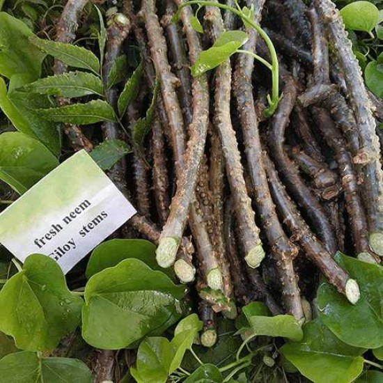 Evergreen Season Neem Giloy Seed Sticks Fresh Stems (6-Inch) (1 Dozen) Set of 12