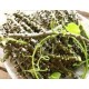 Evergreen Season Neem Giloy Seed Sticks Fresh Stems (6-Inch) (1 Dozen) Set of 12