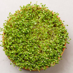 Alfalfa Microgreen Seeds | Superfood Sprouts | Easy to Grow Indoors Alfalfa Microgreen Seeds | Superfood Sprouts | Easy to Grow Indoors