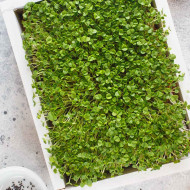 Basil Microgreens Organic Seeds | Easy to Grow Indoors | Grow Your Own Super Salad.