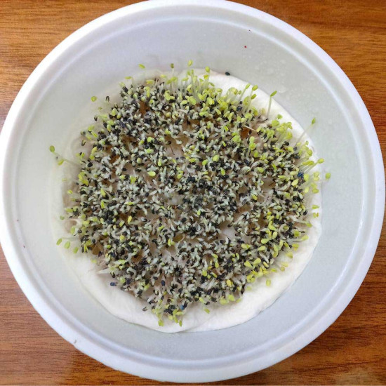 Basil Microgreens Organic Seeds | Easy to Grow Indoors | Grow Your Own Super Salad. Basil Microgreens Organic Seeds | Easy to Grow Indoors | Grow Your Own Super Salad.