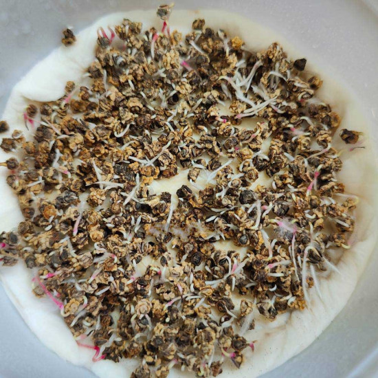 Beetroot Microgreens Organic Seeds | Easy Indoor Gardening | Grow Your Own Super Salad. Beetroot Microgreens Organic Seeds | Easy Indoor Gardening | Grow Your Own Super Salad.